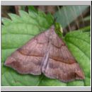 Hypena proboscidalis - Nesselschnabeleule 01.jpg